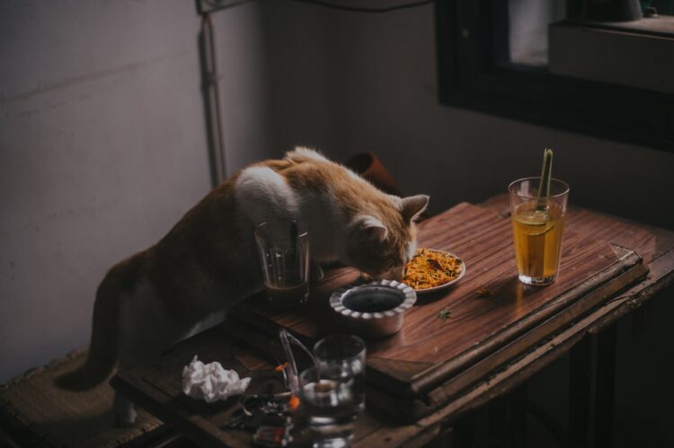 kot jedzący swoją karmę przy stole